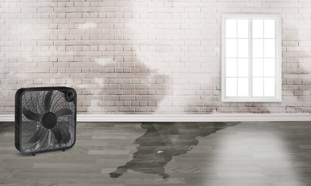 Best Local water damage restoration  in Marysville, PA